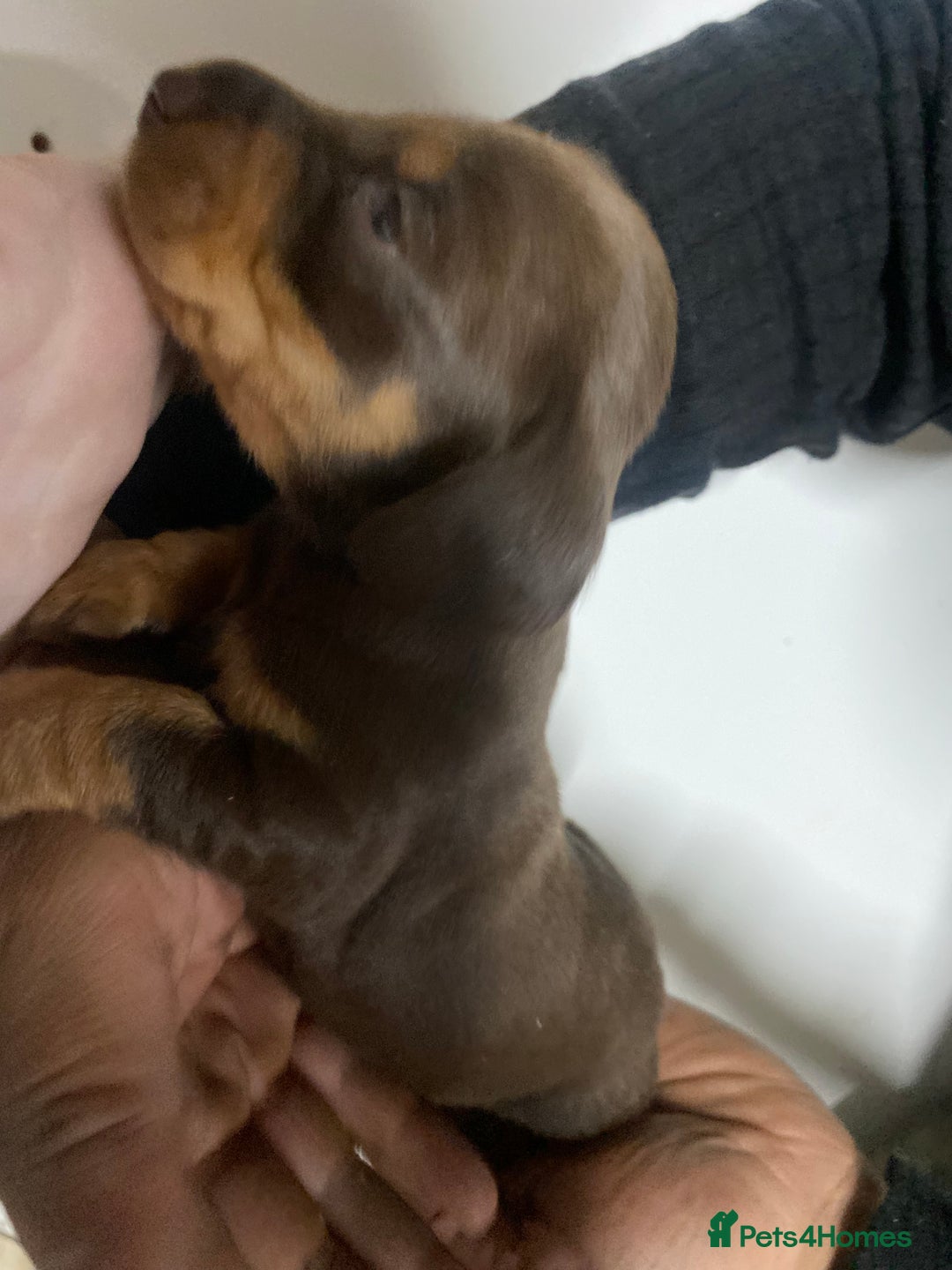 Miniature Dachshund dogs for sale: Miniature Dachshund puppies  - Advert 8