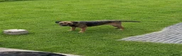 Border Terrier dogs for sale: Stunning litter of border terrier puppies  - Advert 2