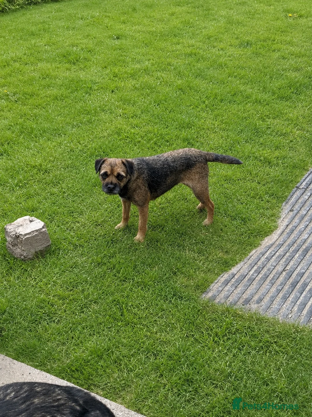 Border Terrier dogs for sale: Stunning litter of border terrier puppies  - Advert 2