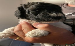 Mixed Breed dogs for sale: St Berdoodle ( St Bernard x Standard poodle) - Image 18