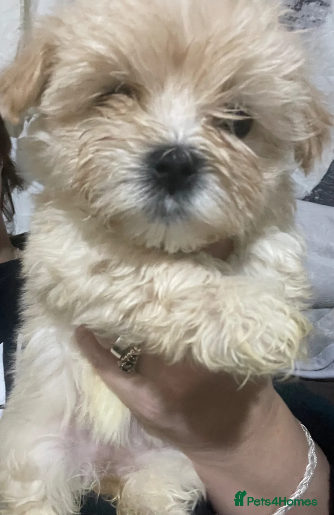 Morkie dogs for sale: Girl Morkie  - Advert 4