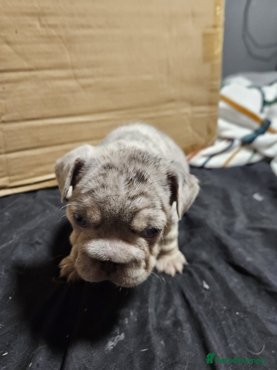 French Bulldog dogs for sale: Merle french bulldog puppies  - Image 3