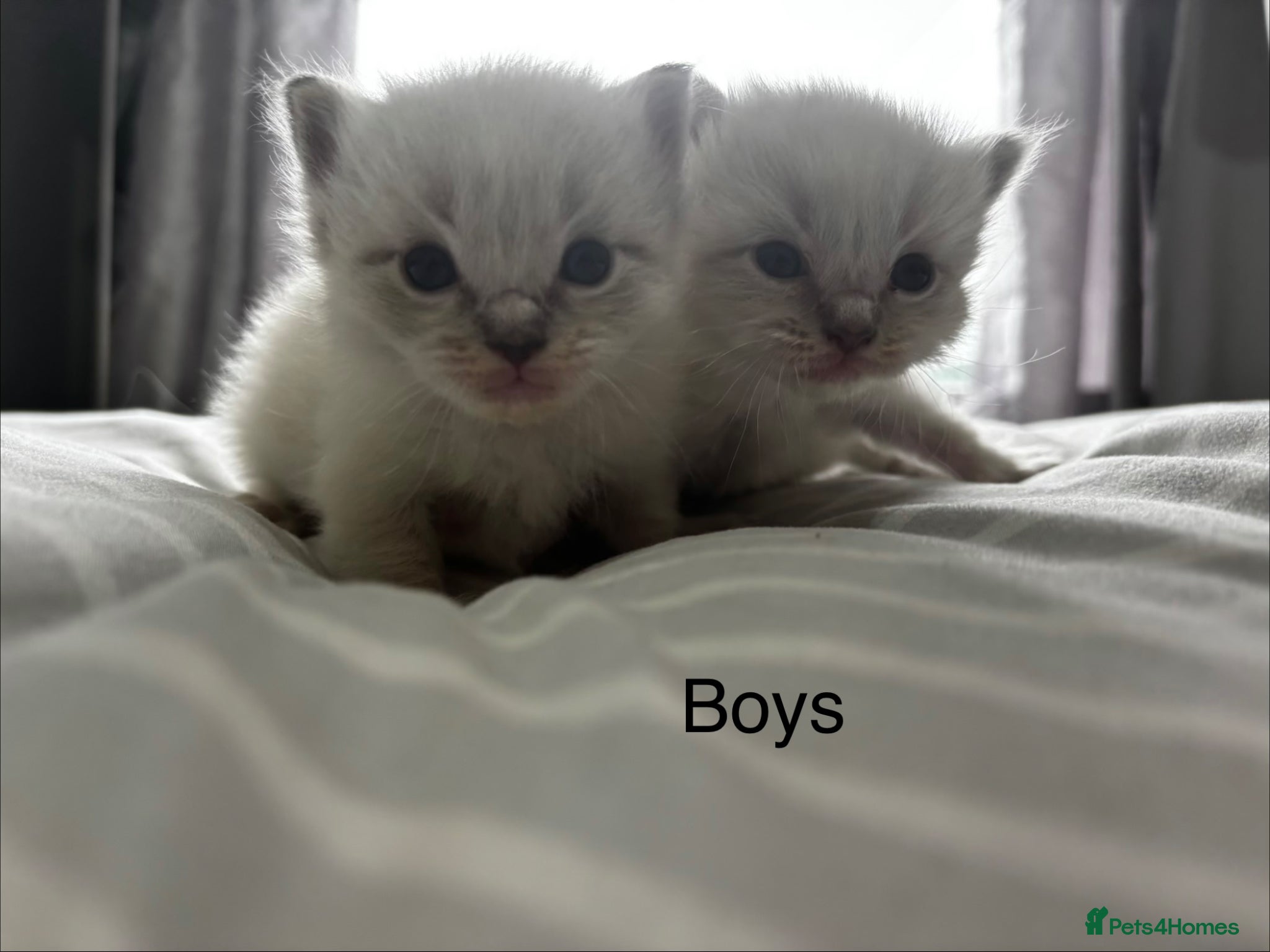 Ragdoll cats Gorgeous full ragdoll kittens  - Advert 10