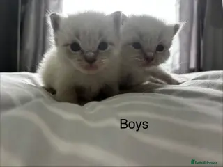 Ragdoll cats Gorgeous full ragdoll kittens - Advert 2