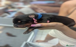 Dobermann dogs for sale: Stunning Dobermann puppies in Nottingham - Image 24