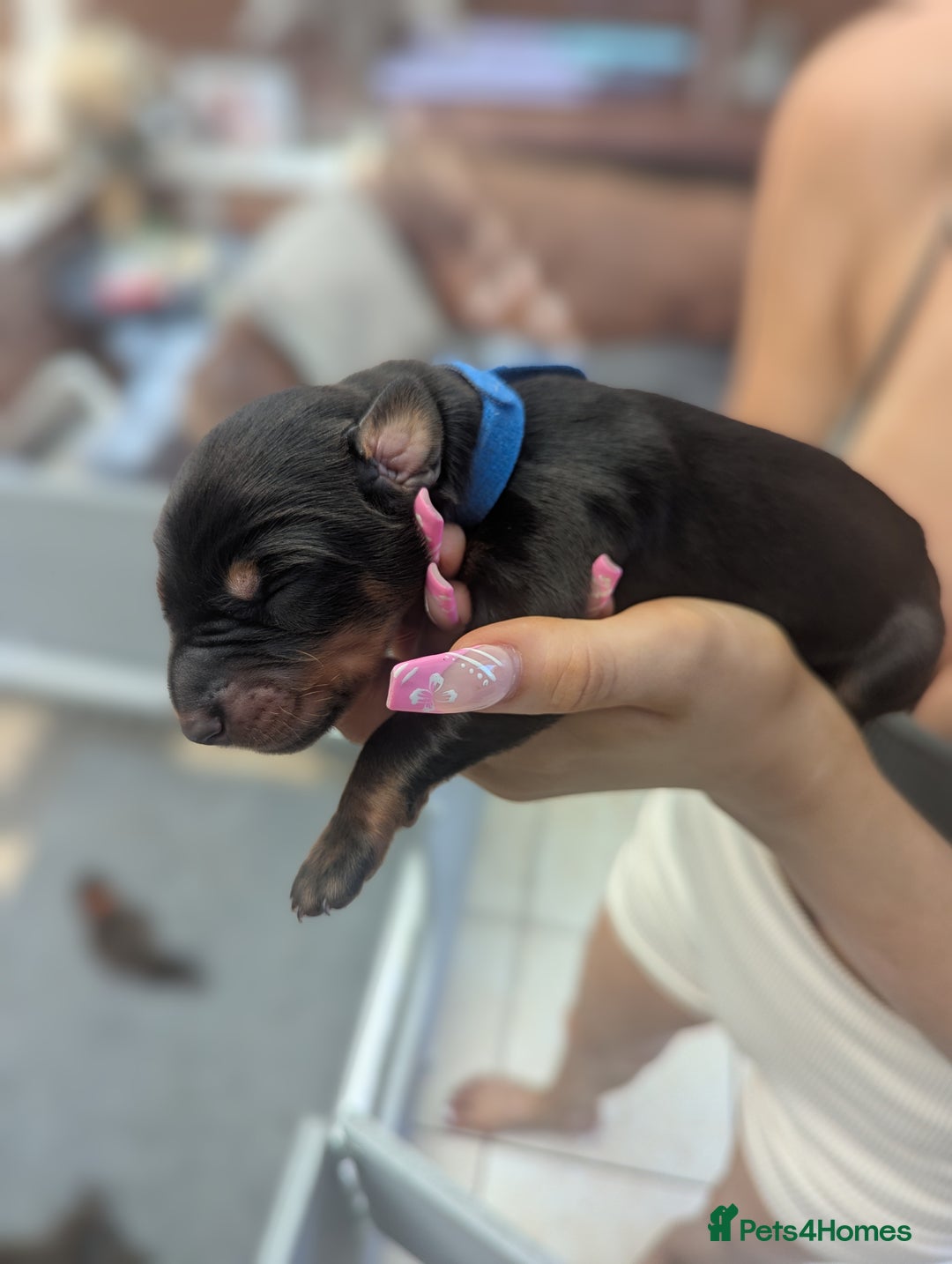 Dobermann dogs for sale: Stunning Dobermann puppies in Nottingham - Image 24