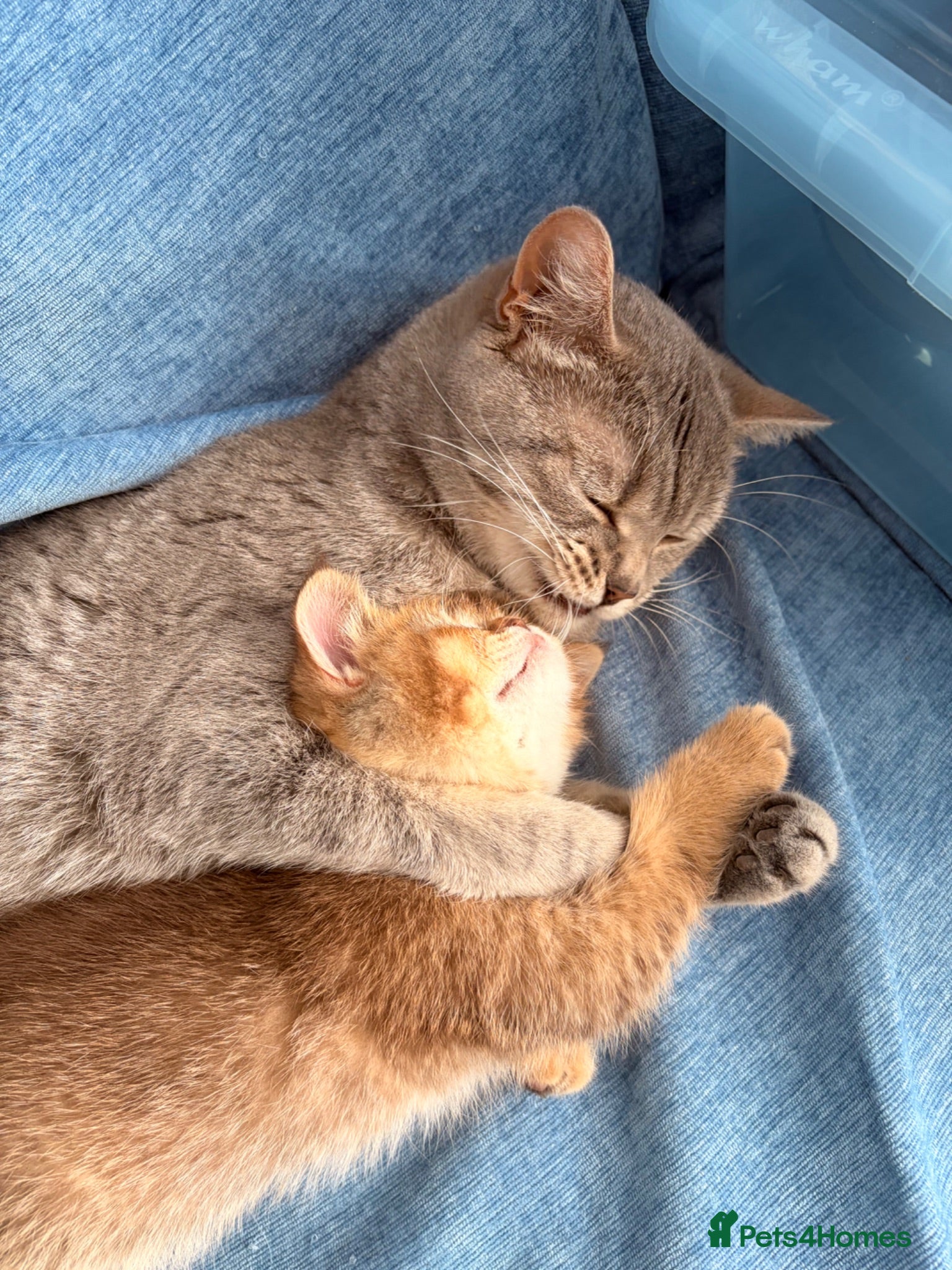 British Shorthair cats Gorgeous British Shorthair kittens ready to leave. - Advert 1