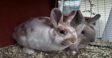 Mixed Breed rabbits - Advert 3