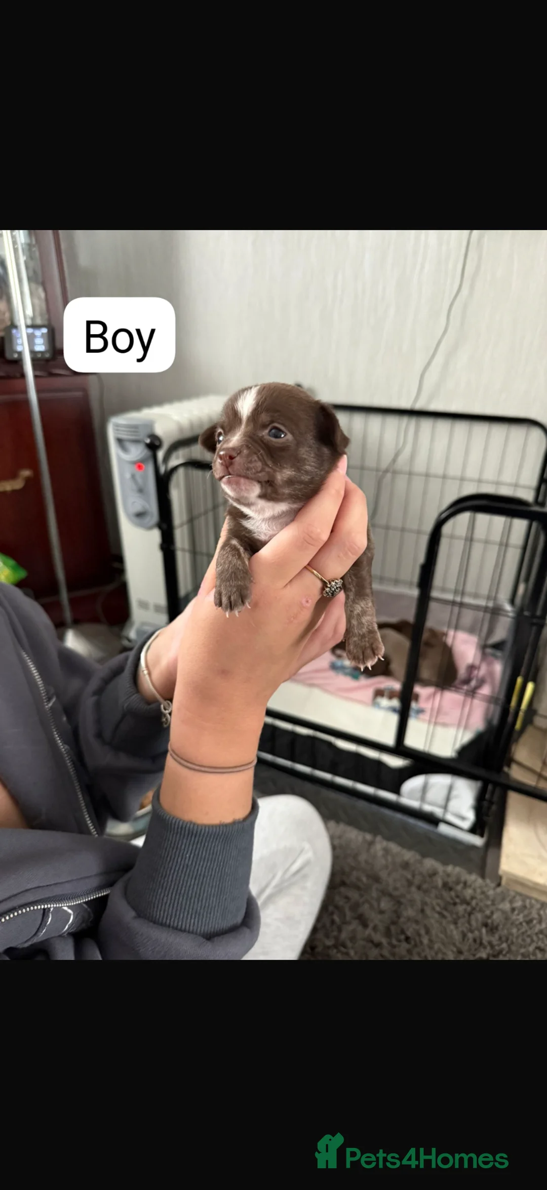 Chihuahua dogs for sale: Chihuahua puppies  in West Bromwich - Advert 2