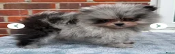 Pomeranian dogs for stud: Lilac Merle KC Pomeranian STUD - Advert 9