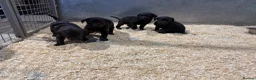 Labrador Retriever dogs for sale: 8 Working Black Labrador Puppies - Advert 9