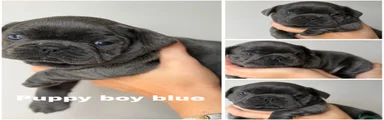French Bulldog 2