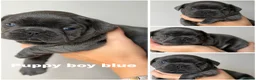 French Bulldog dogs for sale: Kelly - Advert 3