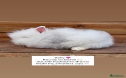 Lionhead rabbits for sale: Double Maned Lionhead Rabbits  - Advert 2