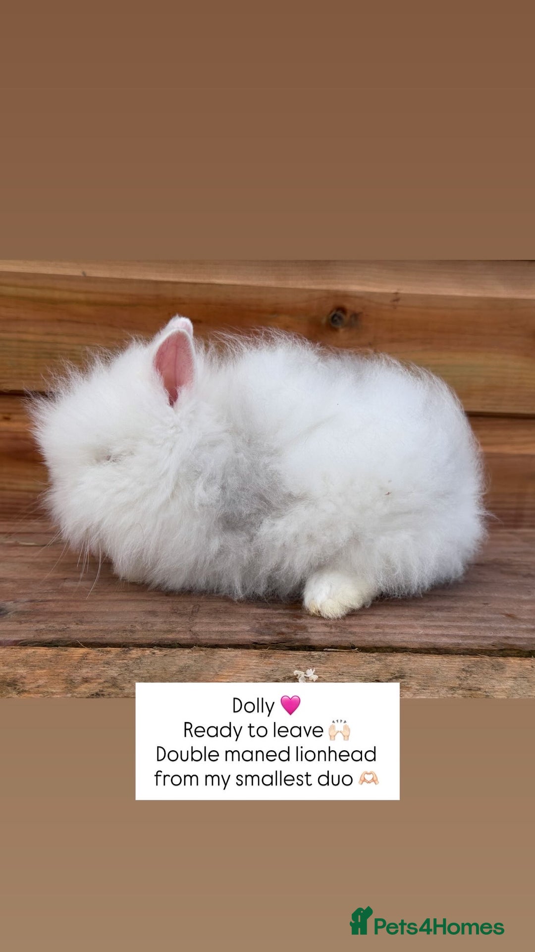 Lionhead rabbits for sale: Double Maned Lionhead Rabbits  - Advert 2