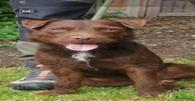 Patterdale Terrier dogs - Advert 9