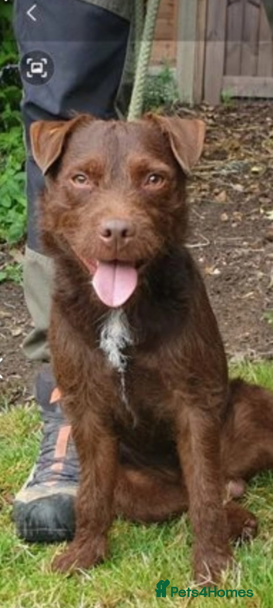 Patterdale Terrier dogs for stud: Vinnie up for stud - Image 2