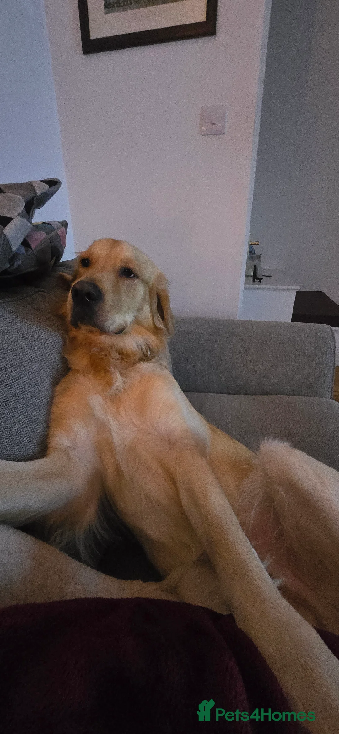 Golden Retriever dogs for stud: Golden Retriever Stud-Meet Hamish - Advert 3