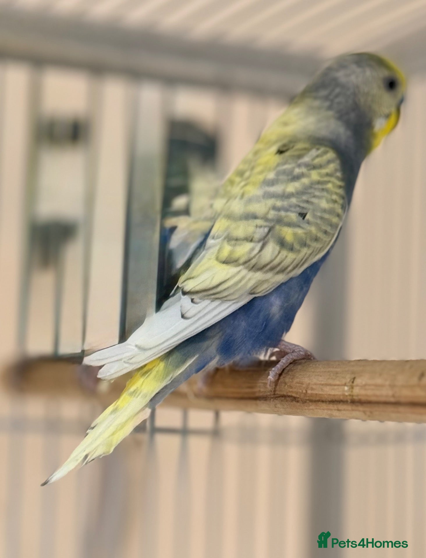 Budgerigars birds Young budgies males & females (please read ad)   - Advert 2