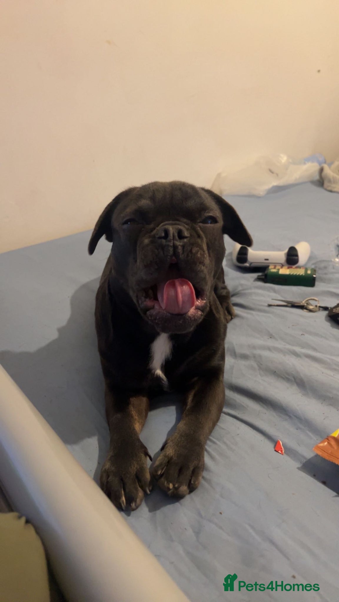 French Bulldog dogs French bulldog - Advert 1