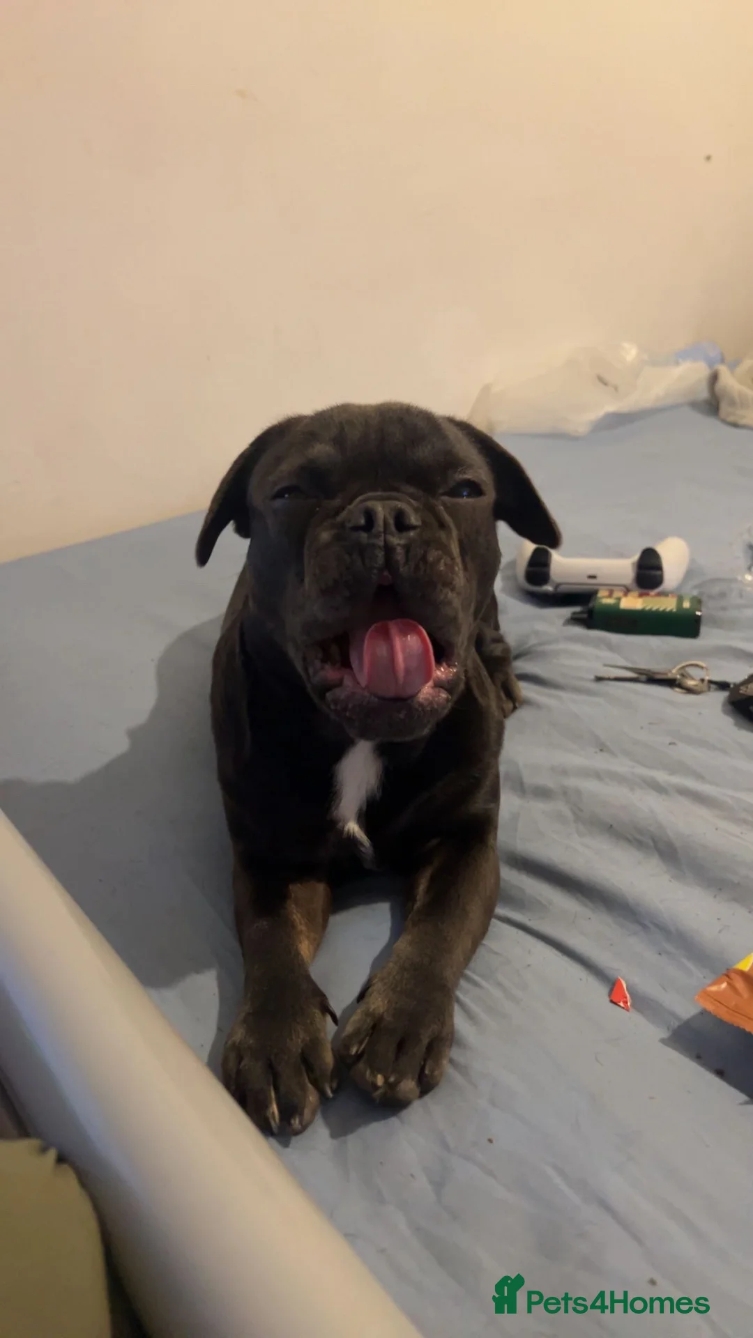 French Bulldog dogs for sale: French bulldog in Bristol - Advert 1