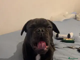 French Bulldog dogs French bulldog - Advert 6