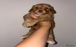 Australian Labradoodle dogs for sale: Australian Labradoodle Puppies – Ready Now🐶 - Image 18
