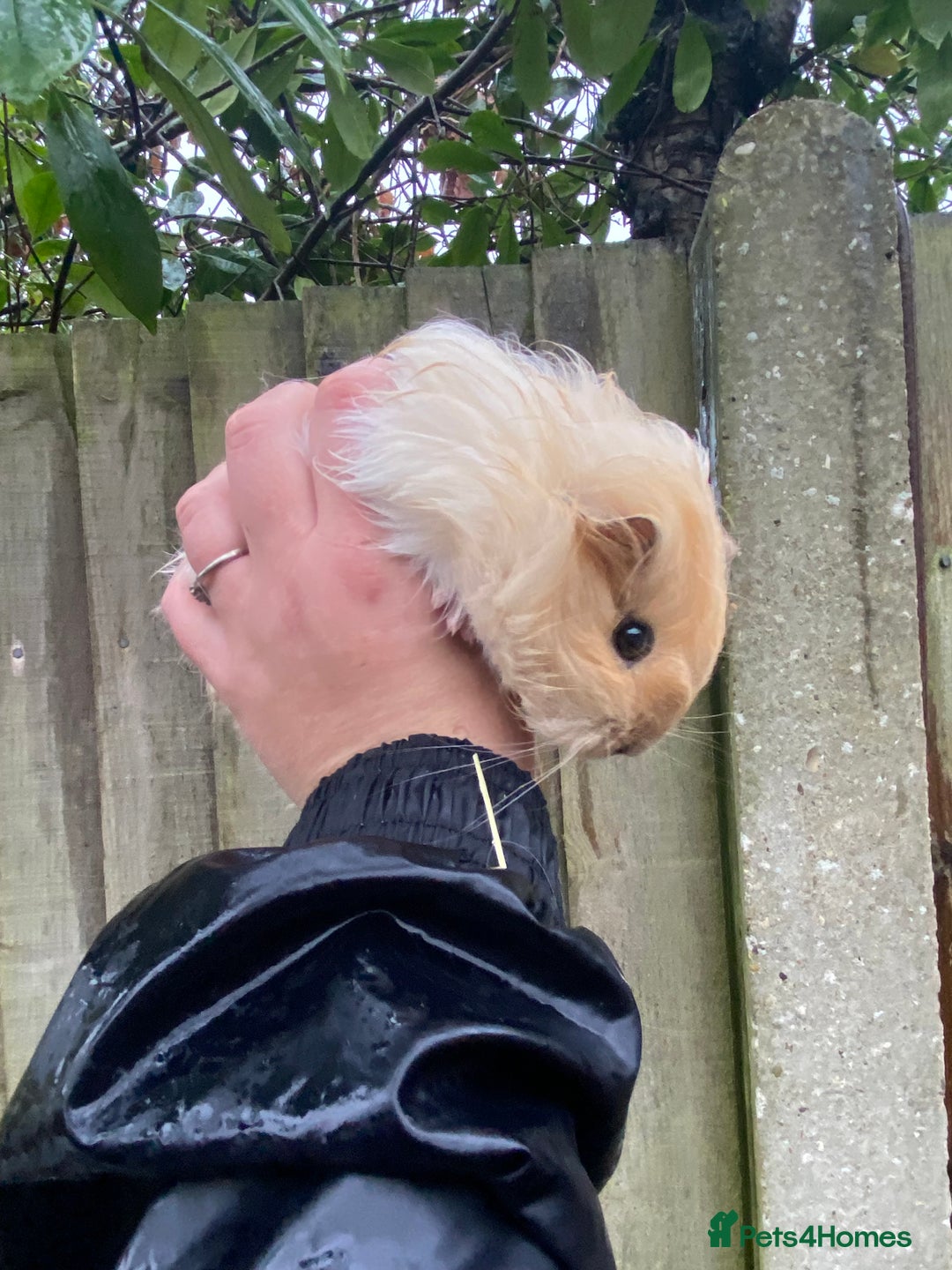 Guinea Pig rodents for sale: Fluffy long haired Peruvian cross Sheltie babies - Advert 2