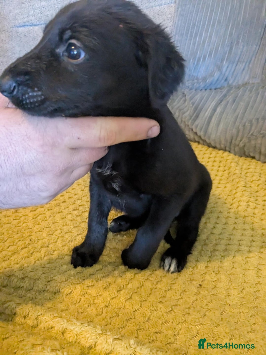 Lurcher dogs for sale: Lurcher pups whippet cross  - Image 4