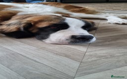 Saint Bernard dogs for sale: 1 year old saint bernard - Image 2