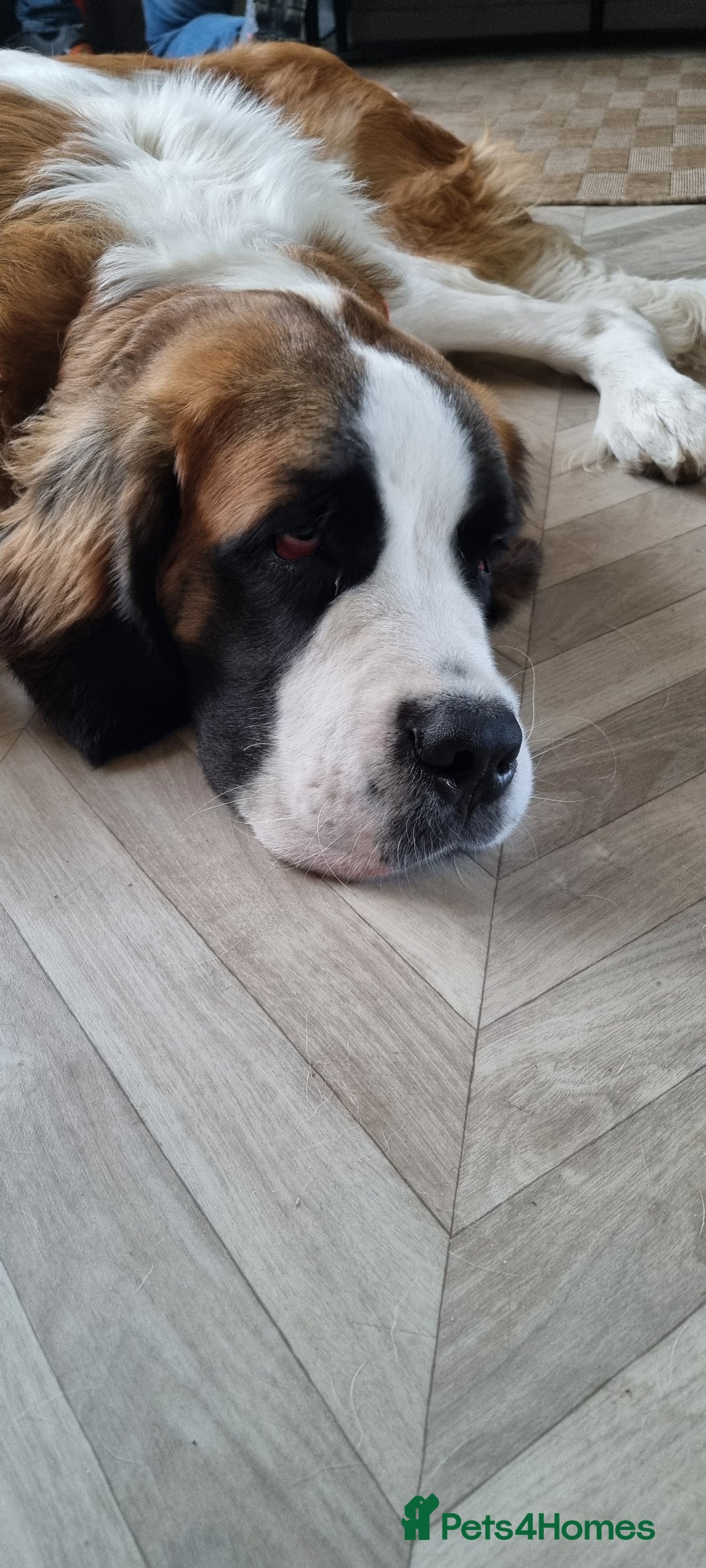 Saint Bernard dogs for sale: 1 year old saint bernard - Image 2