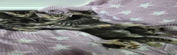Mixed Breed cats for sale: Beautiful kittens looking for their forever homes  - Advert 3
