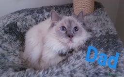 Ragdoll cats for sale: 🐾Last  Girl - Genetically clear 🐾 - Image 13