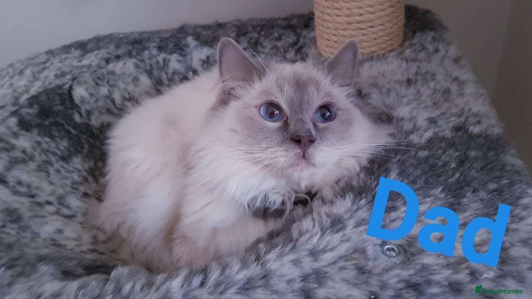 Ragdoll cats for sale: 🐾Last  Girl - Genetically clear 🐾 - Image 13