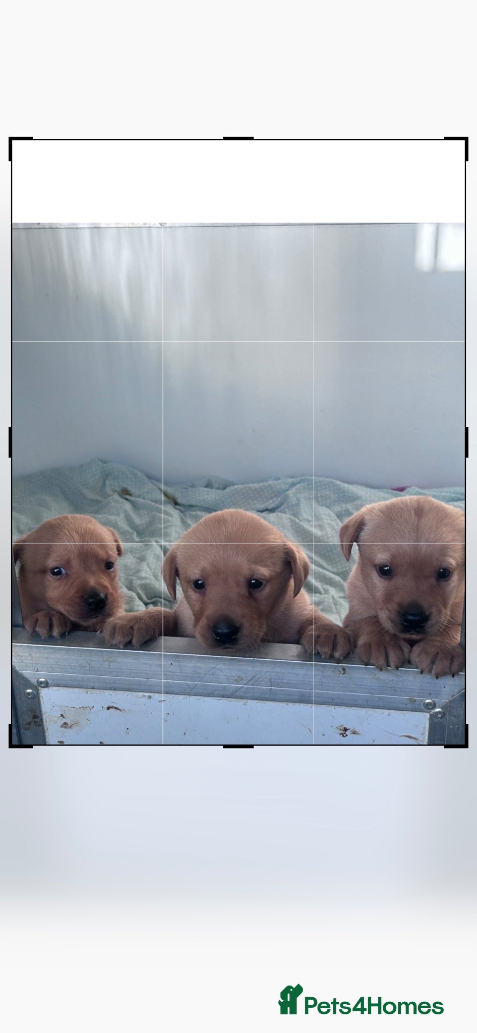 Labrador Retriever dogs Kc registered Labradors  - Advert 19