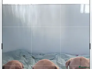 Labrador Retriever dogs Kc registered Labradors - Advert 19