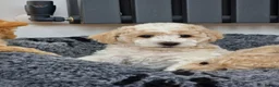 Poochon dogs for sale: Health-Tested Poochon Puppies – Ready NOW - Advert 20