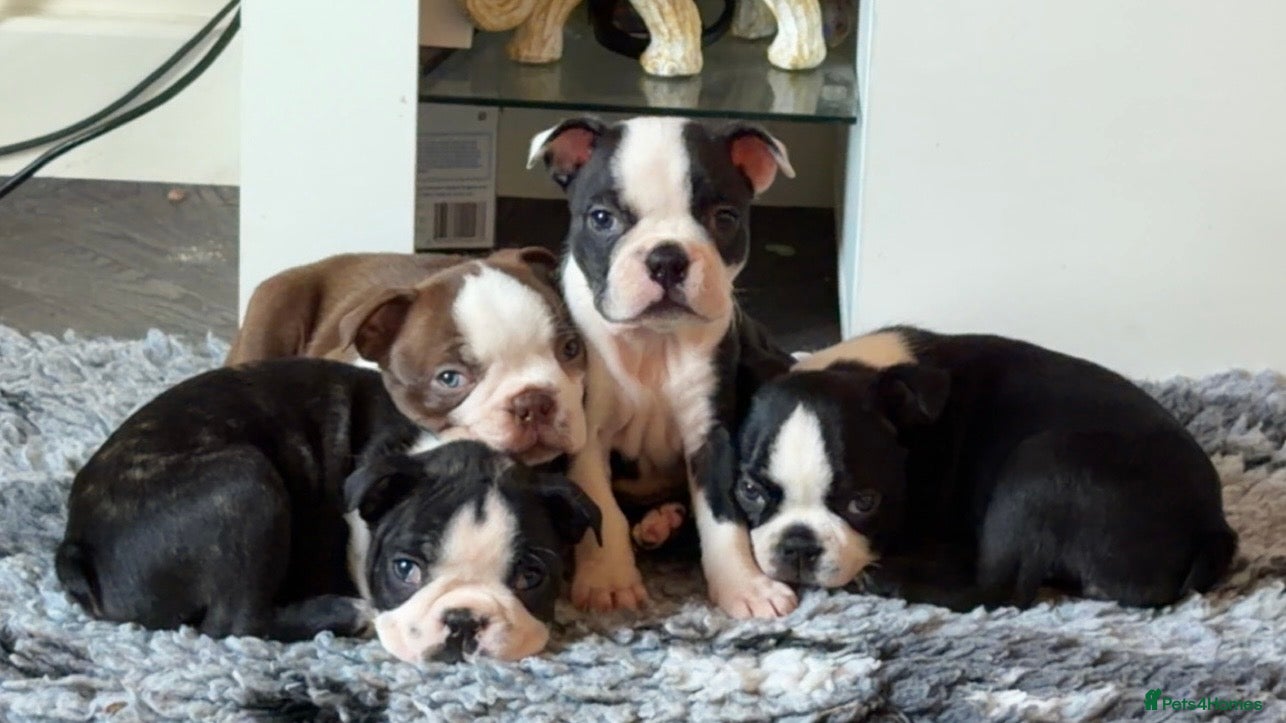 Boston Terrier dogs Quality Lines KC Registered Boston Terrier Puppies - Advert 3