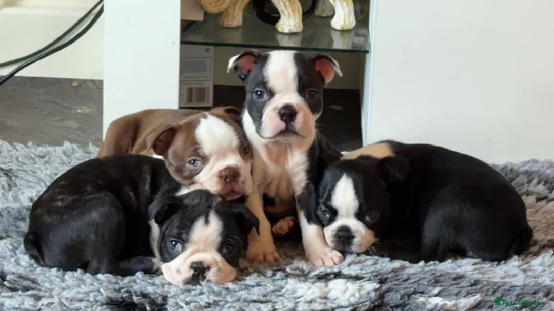 Boston Terrier dogs for sale: Quality Lines KC Registered Boston Terrier Puppies - Advert 1