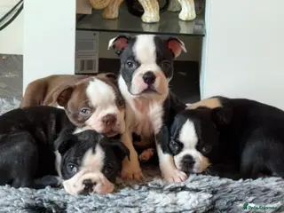 Boston Terrier dogs Quality Lines KC Registered Boston Terrier Puppies - Advert 3