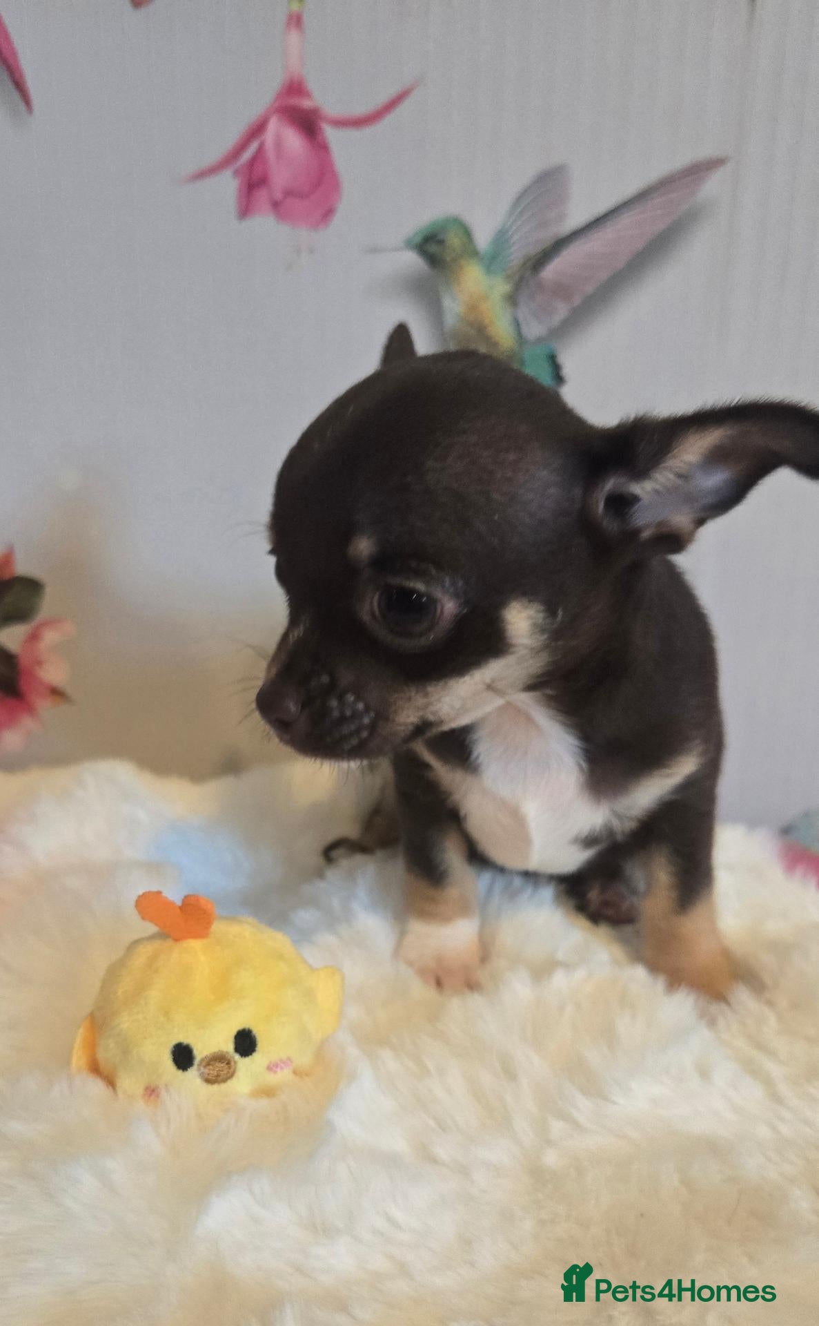 Chihuahua dogs Chocolate boy ready for new adventures  - Advert 2