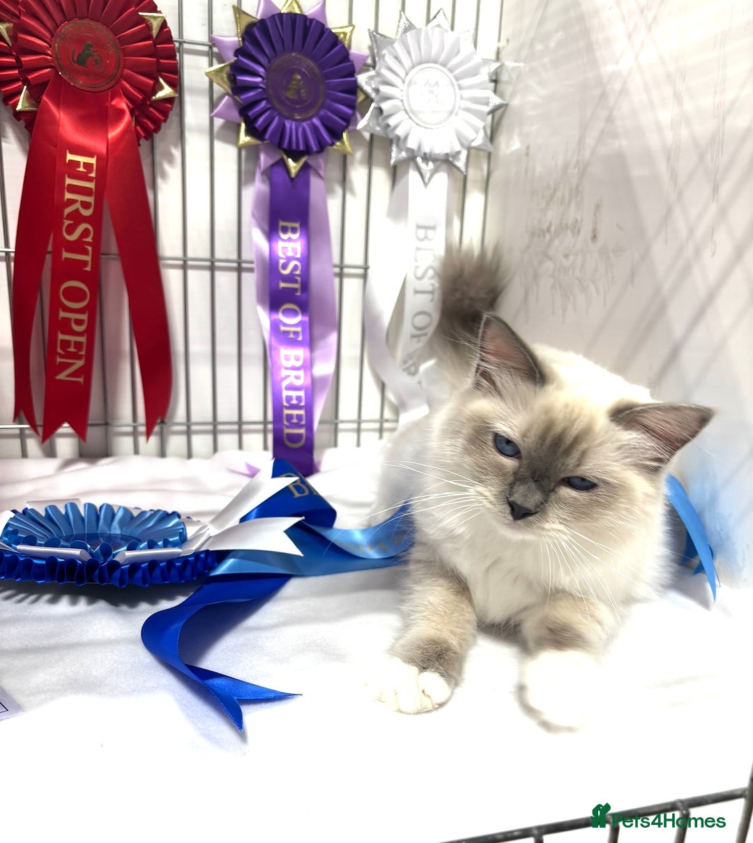 Ragdoll cats for sale:  gccf blue mitted girl simply stunning  - Advert 12