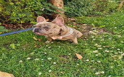 Mixed Breed dogs for sale: Frenchies looking for their forever sofa - Image 1