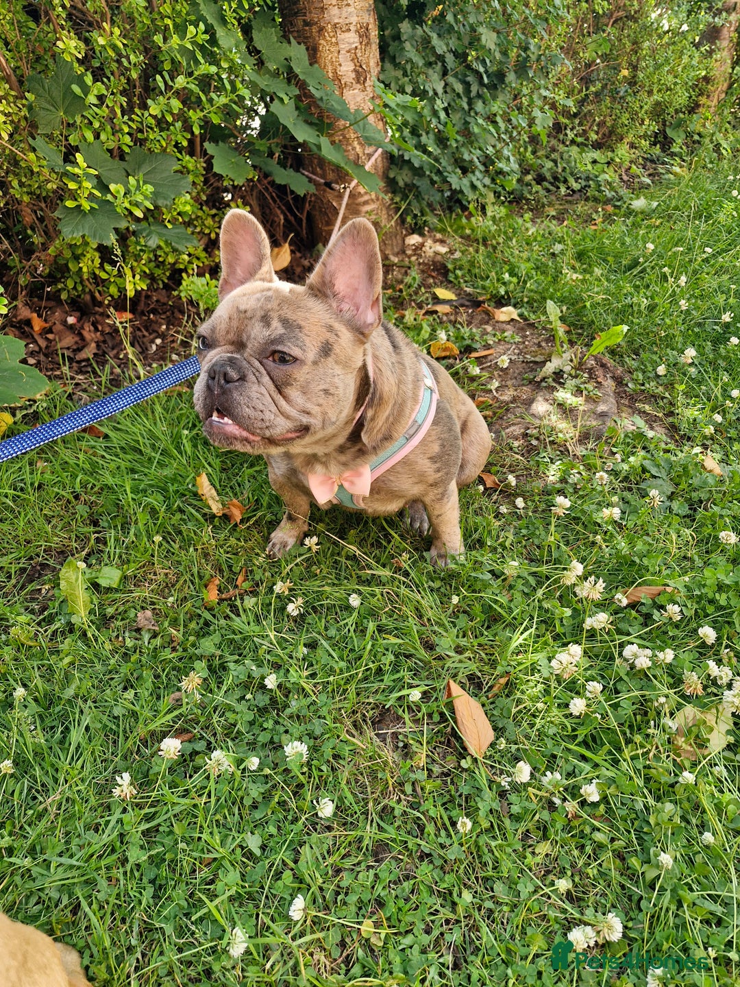 Mixed Breed dogs for sale: Frenchies looking for their forever sofa - Image 1