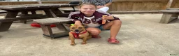 Staffordshire Bull Terrier dogs for sale: Gorgeous Brindle KC Pups  - Advert 14