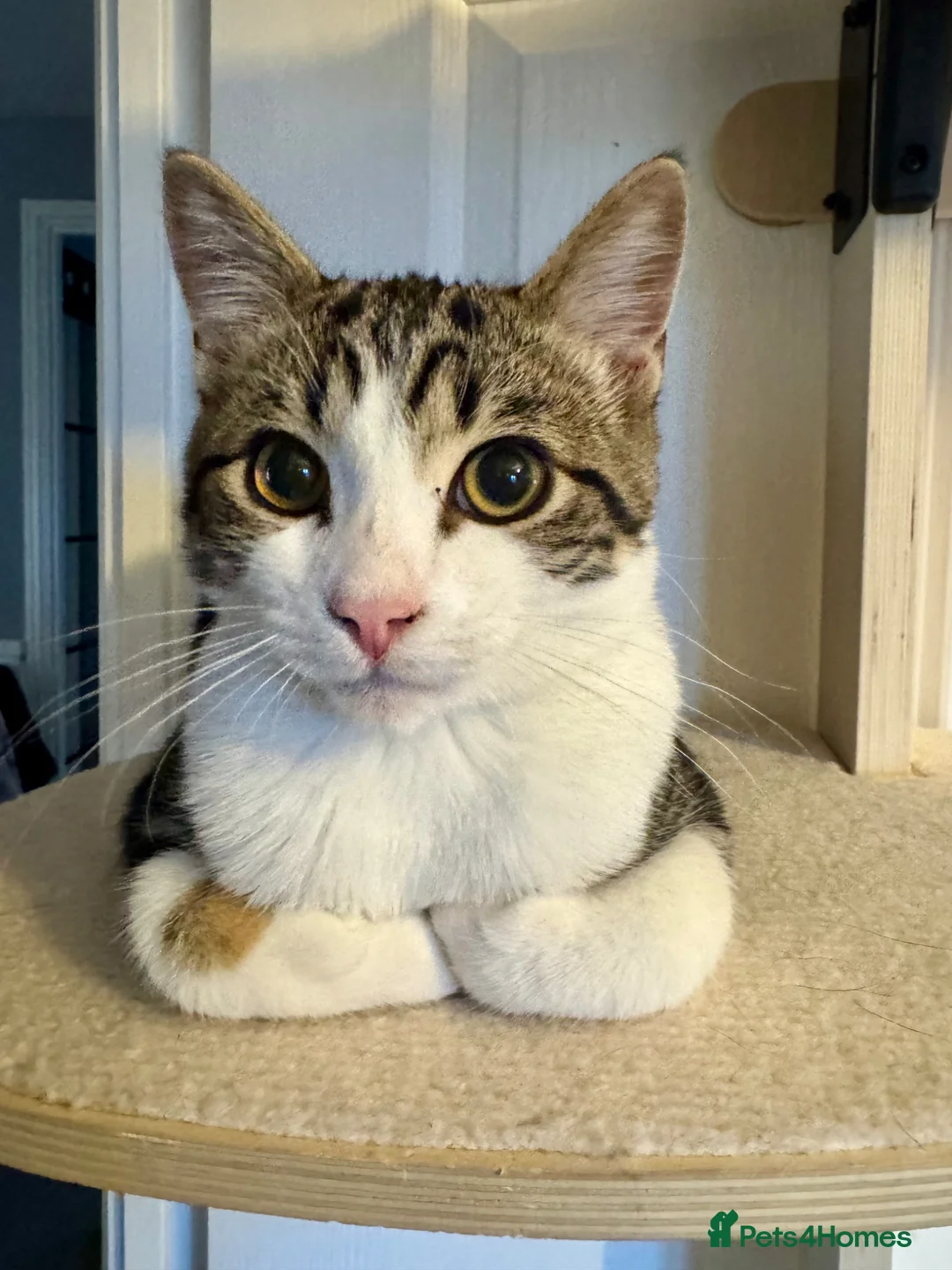 Domestic Shorthair cats for sale: 6 month old male kitten  in Stevenage - Advert 1