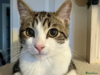 Domestic Shorthair cats 6 month old male kitten - Advert 9