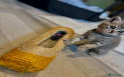 British Shorthair cats for sale: British shorthair kittens  - Image 2