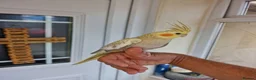 Cockatiels birds for sale: Super hand tamed baby cockatiels  - Advert 18