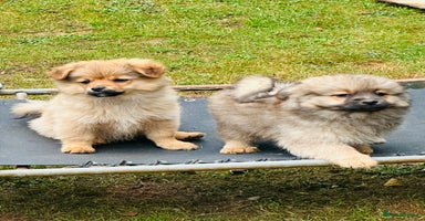 Pomeranian dogs in Sudbury - Advert 10